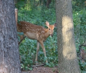 Westwood2013 Deer 059
